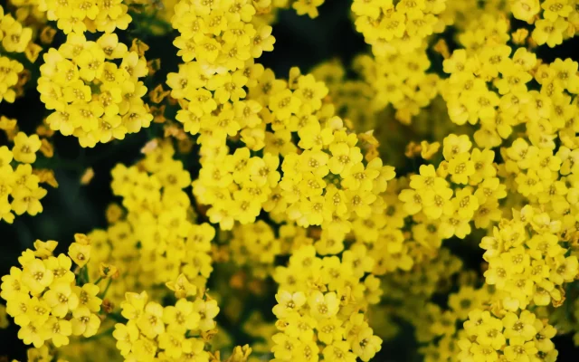 Mimosa : identifier, observer et comprendre la plante selon les saisons