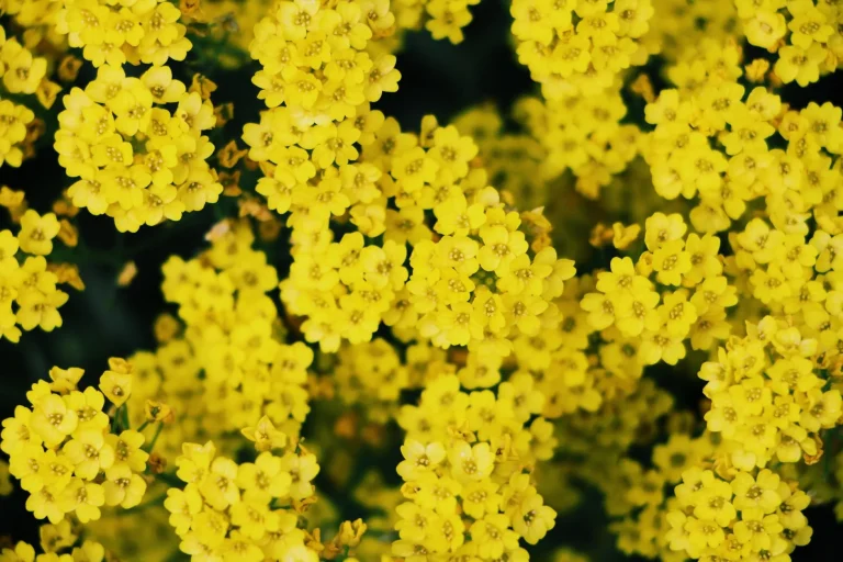 Mimosa : identifier, observer et comprendre la plante selon les saisons