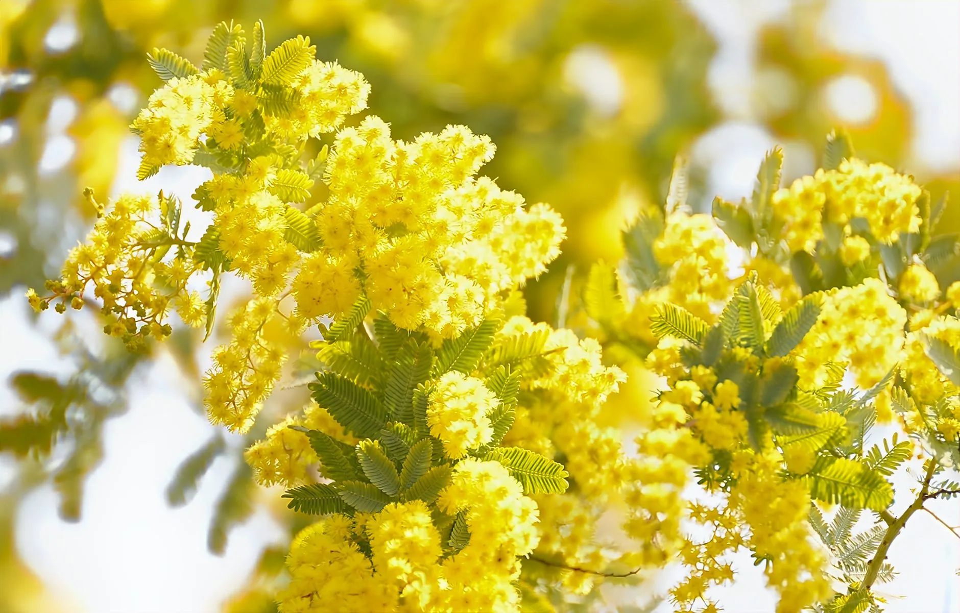 Fleurs jaunes de mimosa en pleine floraison hivernale avec ses grappes délicates