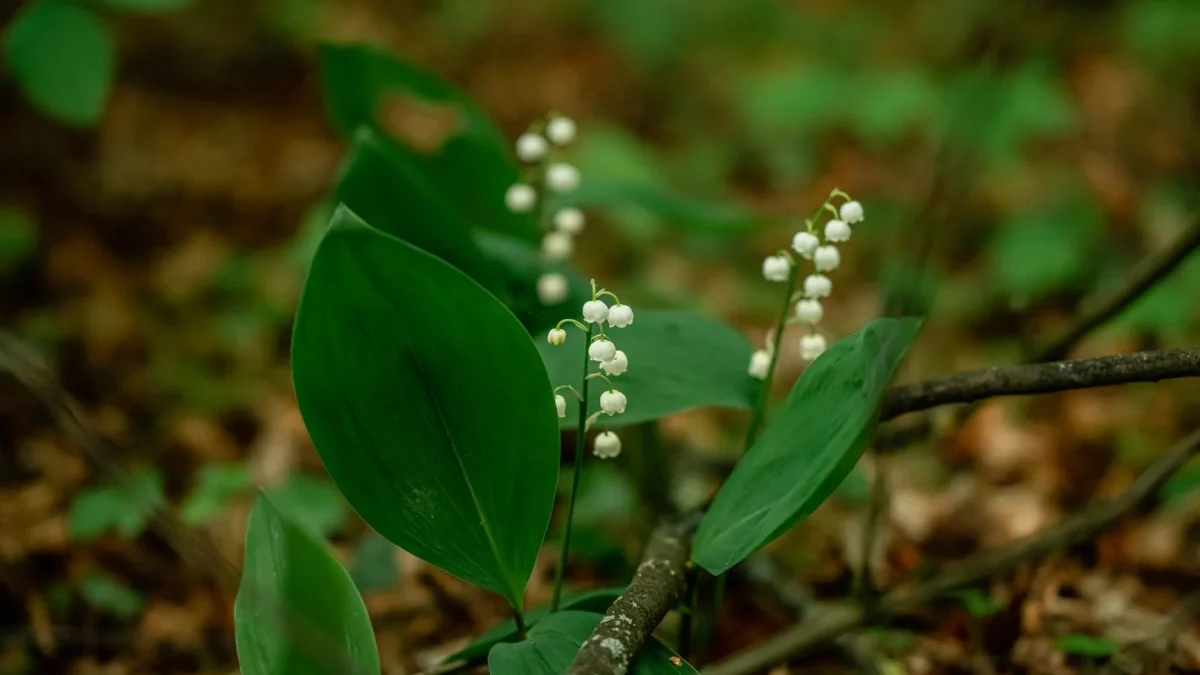 Muguet (*Convallaria majalis*) : botanique, floraison naturelle et traditions saisonnières