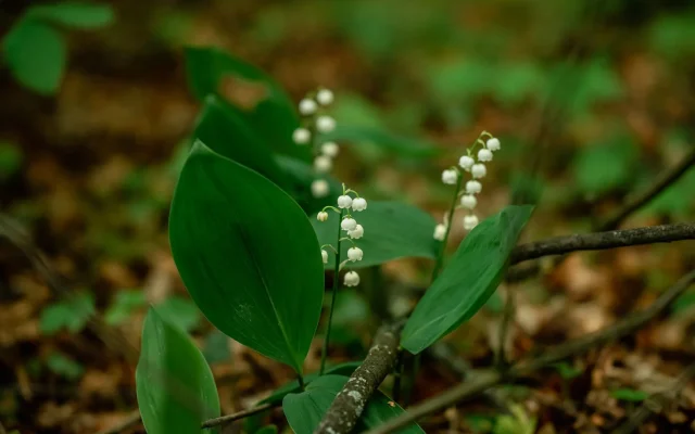 Muguet (*Convallaria majalis*) : botanique, floraison naturelle et traditions saisonnières