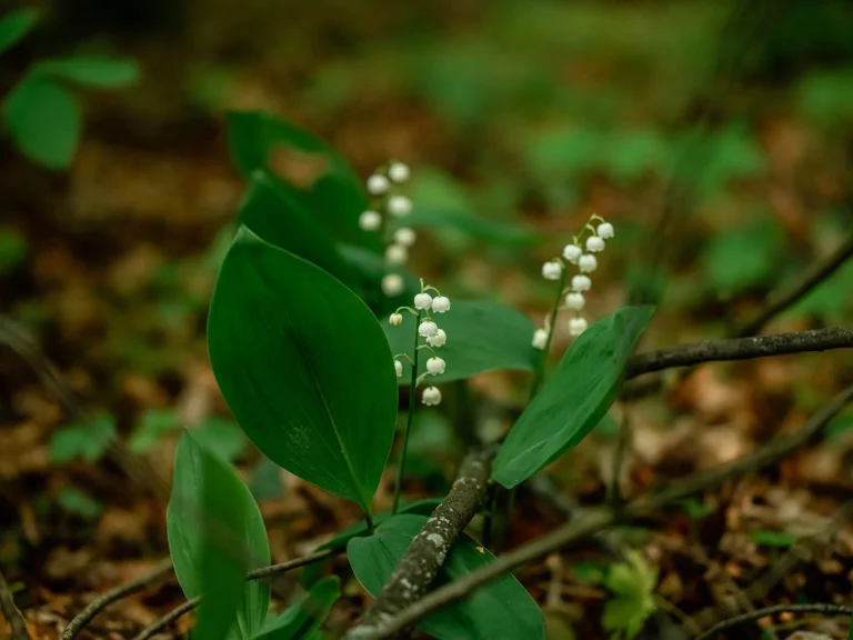 Muguet (Convallaria majalis) : botanique, floraison naturelle et traditions saisonnières