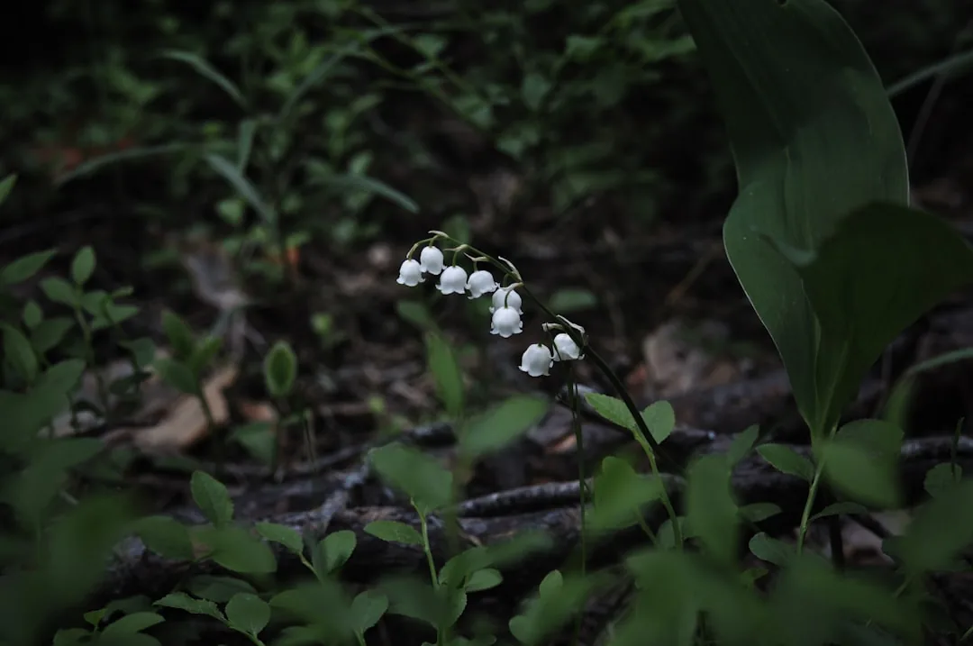 Fleurs blanches délicates de muguet sauvage en forêt au printemps