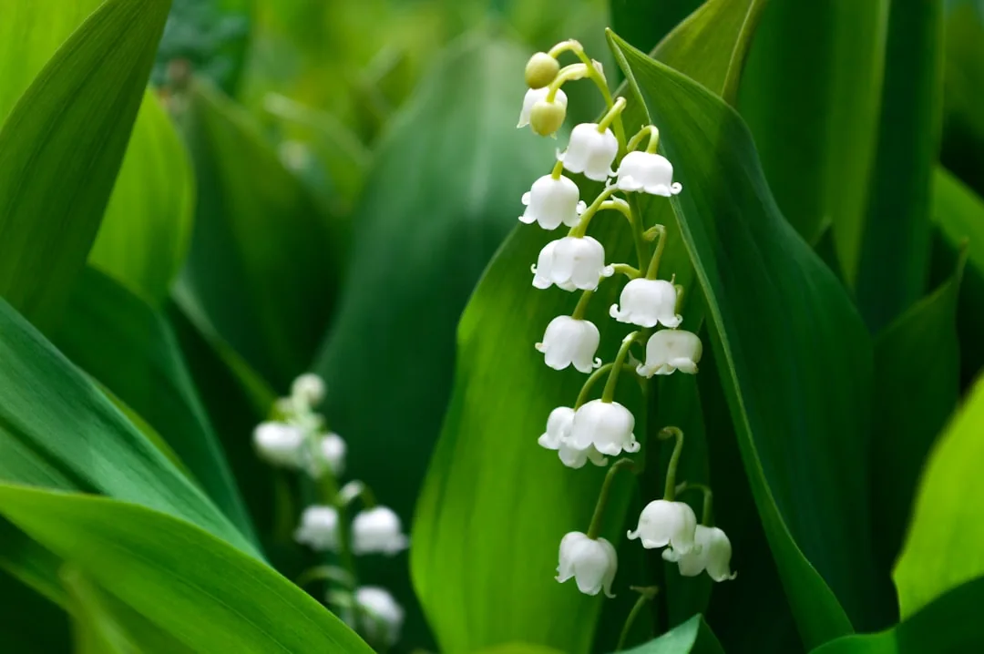 Muguet blanc et fleurs sauvages en fleur dans une forêt verdoyante au printemps