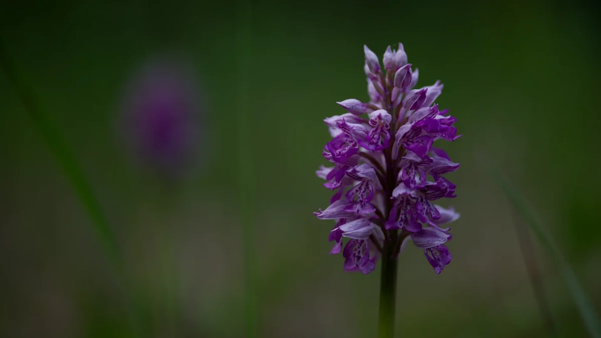 Orchidée sauvage : reconnaître et observer les espèces françaises