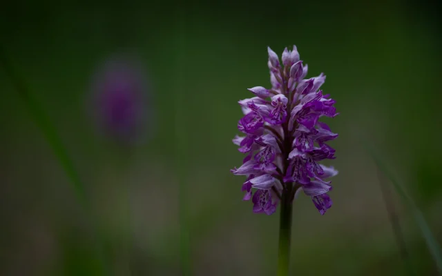 Orchidée sauvage : reconnaître et observer les espèces françaises