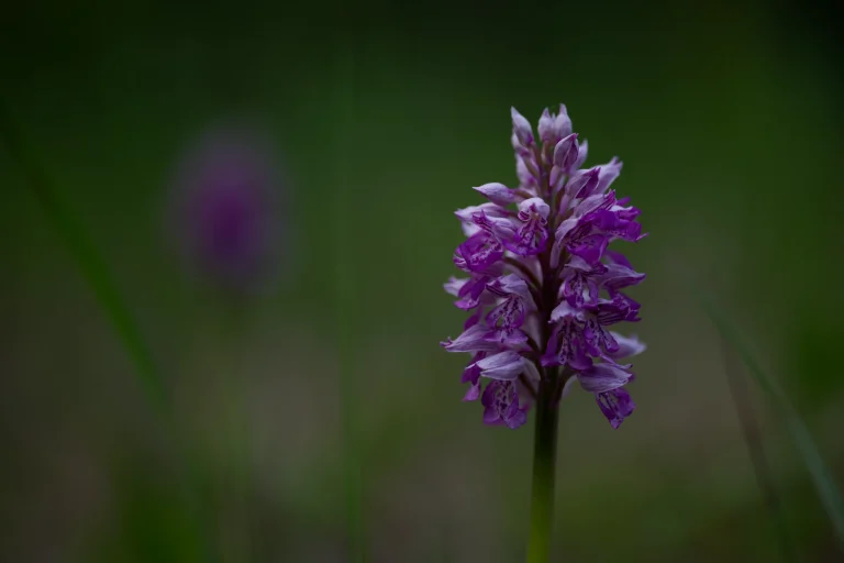 Orchidée sauvage : reconnaître et observer les espèces françaises