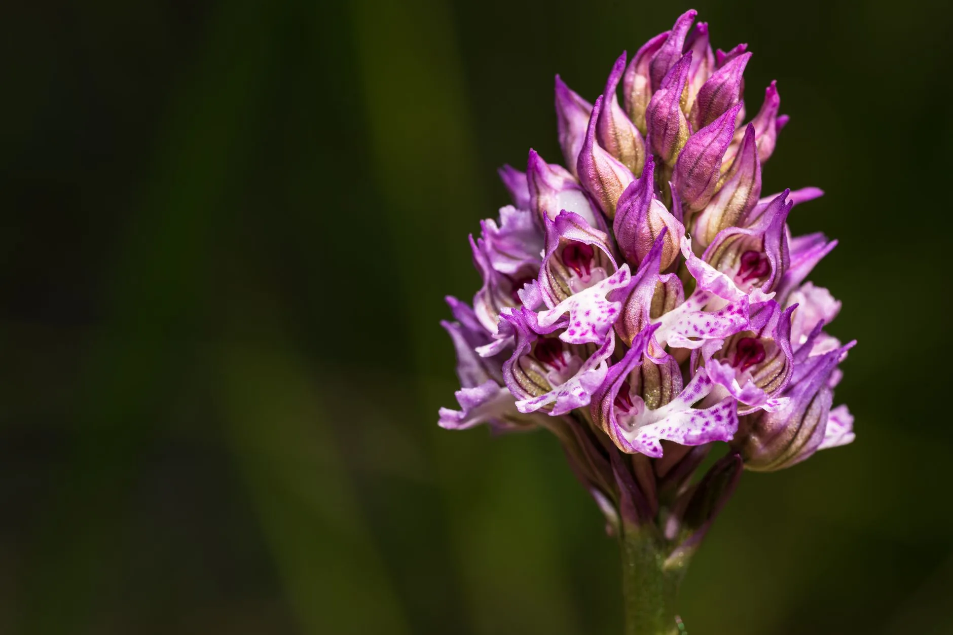 Gros plan d'une orchidée sauvage violette éclatante sur fond vert foncé flou