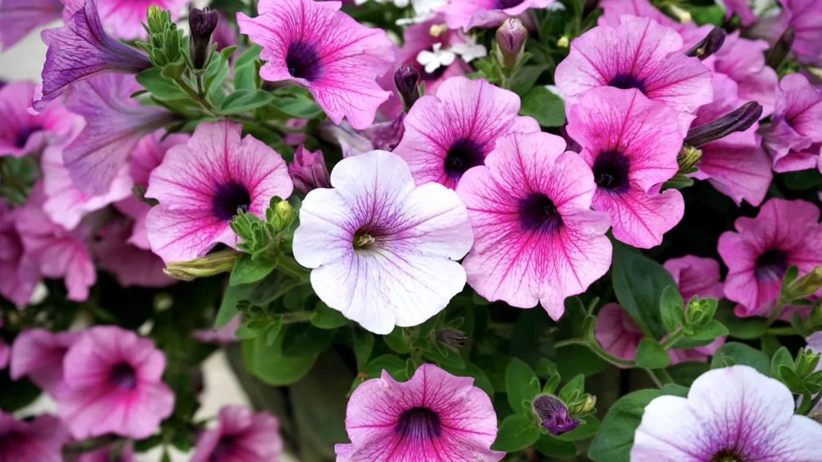 Le pétunia : observation botanique et floraison saisonnière en France