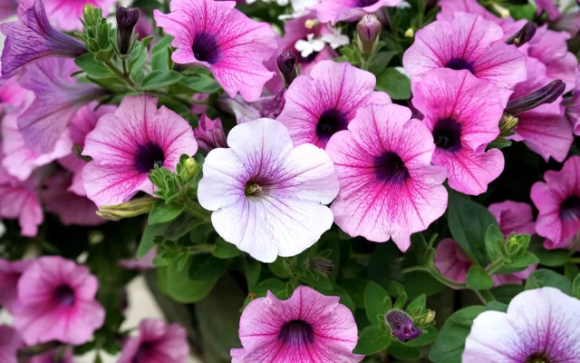 Le pétunia : observation botanique et floraison saisonnière en France