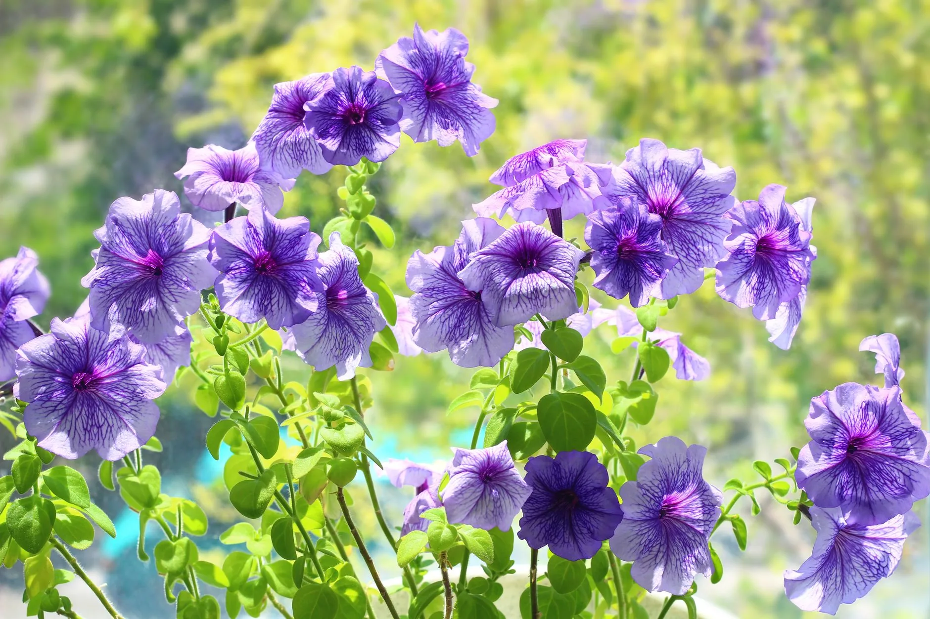 Petunias colorées en fleurs dans un jardin d'été ensoleillé
