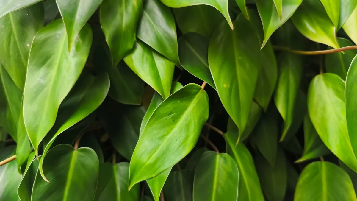 Philodendron : guide botanique d’observation et de culture en intérieur