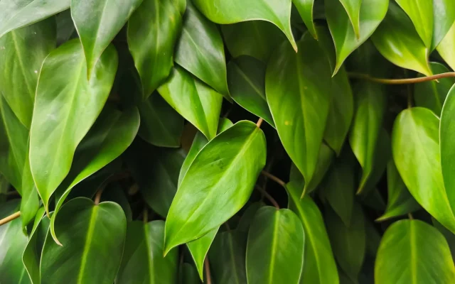 Philodendron : guide botanique d’observation et de culture en intérieur