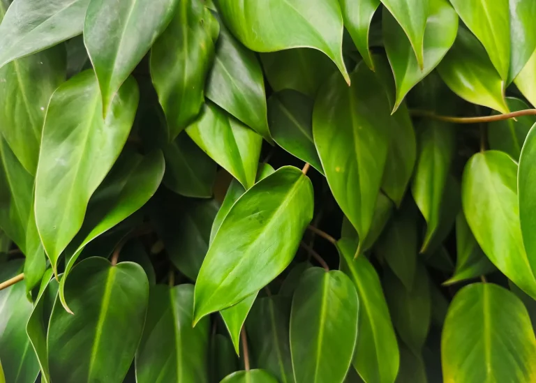 Philodendron : guide botanique d&rsquo;observation et de culture en intérieur