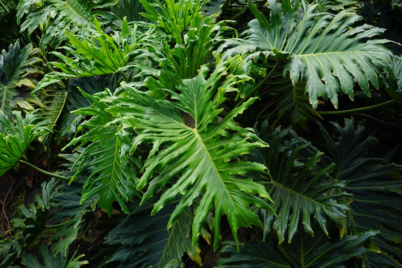 Feuilles tropicales vert brillant d'un philodendron cultivé en intérieur