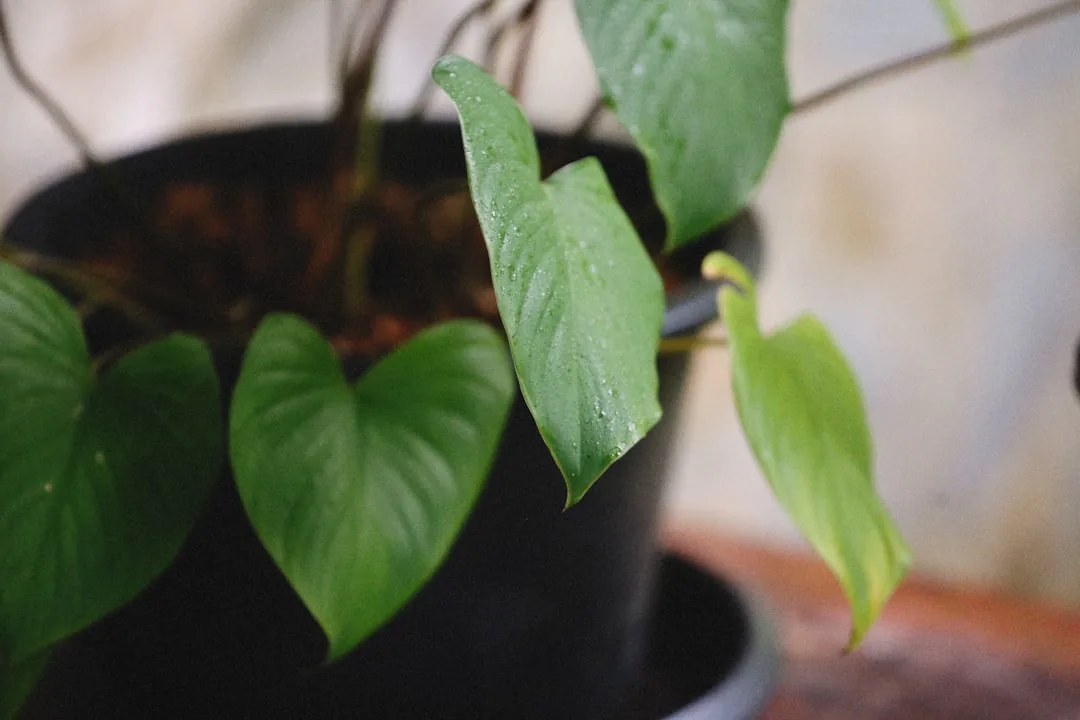 Feuilles vertes luxuriantes du philodendron tropical sur support en bois