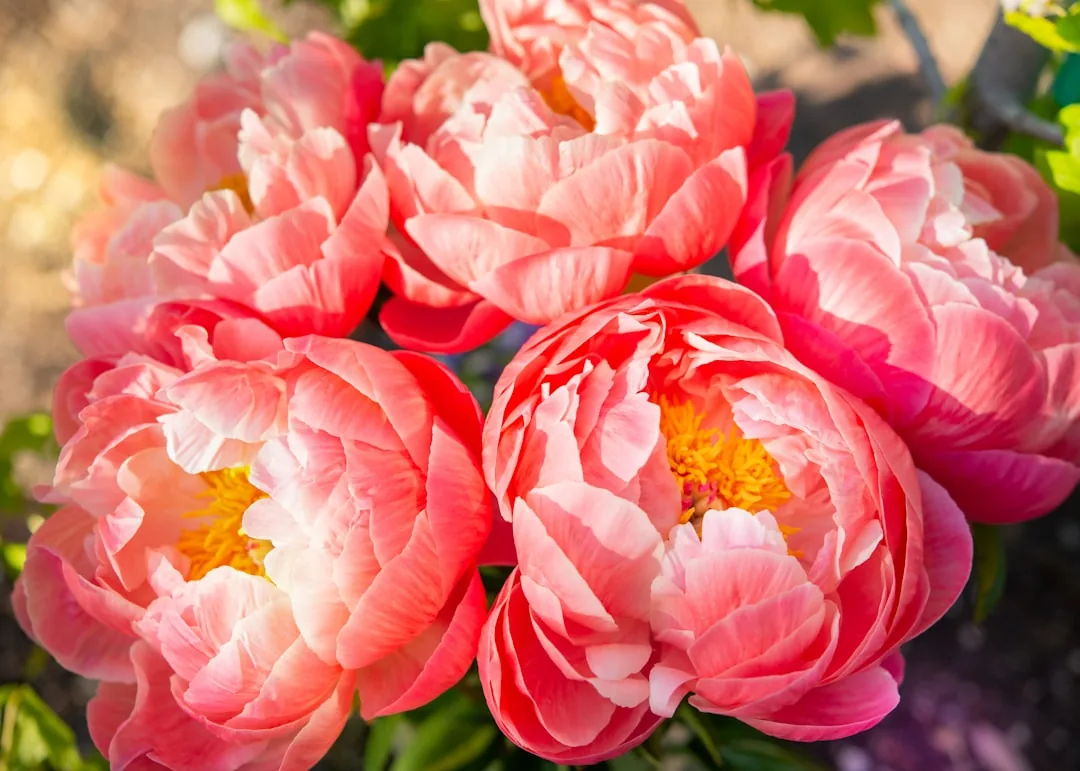 Pivoines roses délicates dans un vase en verre sur banc blanc
