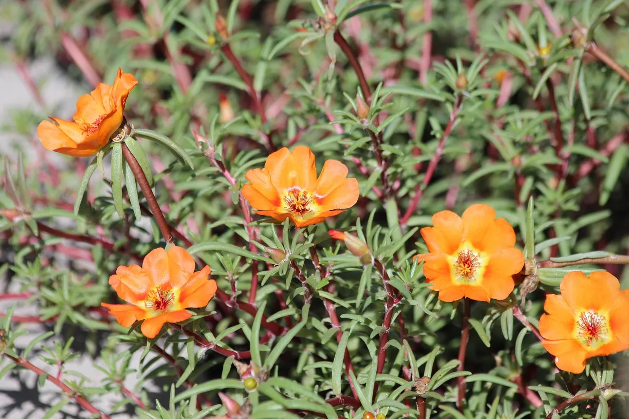 Fleurs de pourpier orange et jaune en pleine floraison estivale ensoleillée