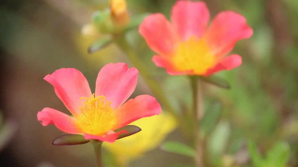 Pourpier fleuri : reconnaître, observer et comprendre Portulaca grandiflora dans les jardins
