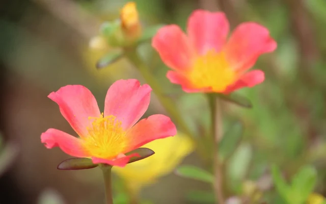 Pourpier fleuri : reconnaître, observer et comprendre Portulaca grandiflora dans les jardins