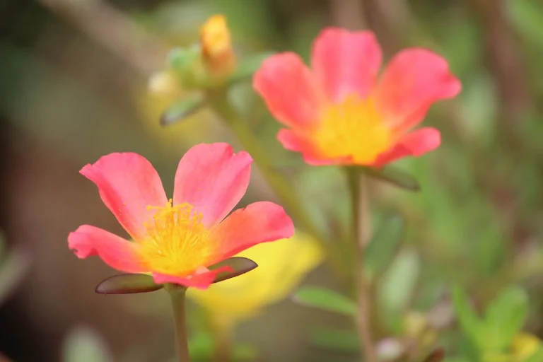 Pourpier fleuri : reconnaître, observer et comprendre Portulaca grandiflora dans les jardins