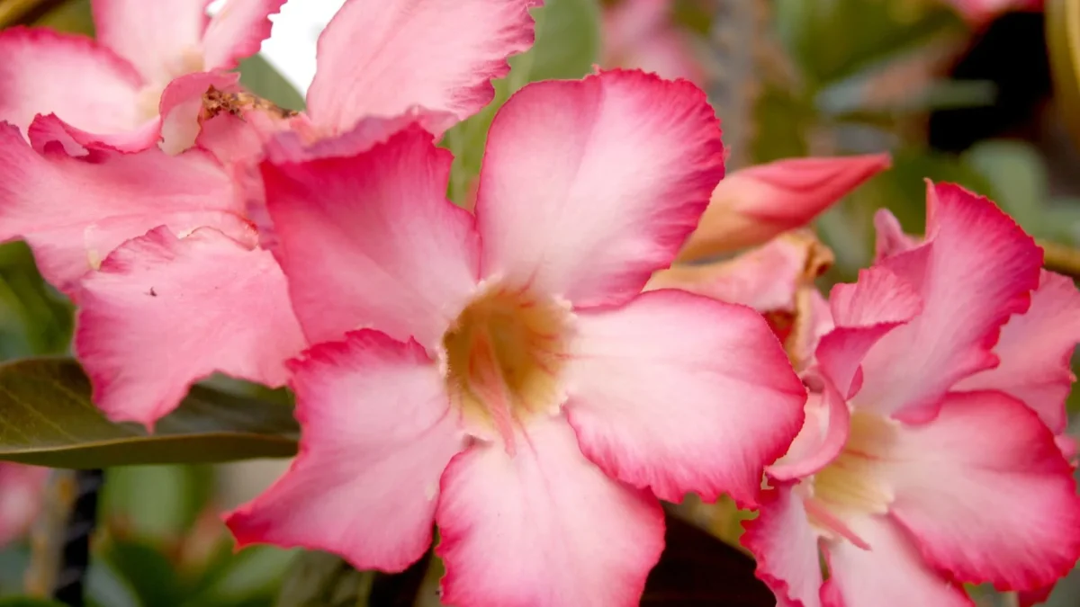 Rose du désert (*Adenium obesum*) : observer et comprendre cette succulente tropicale