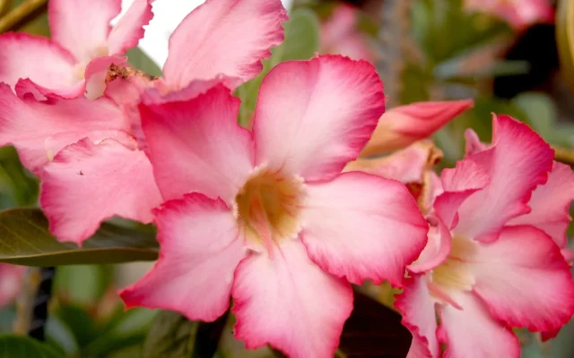 Rose du désert (*Adenium obesum*) : observer et comprendre cette succulente tropicale