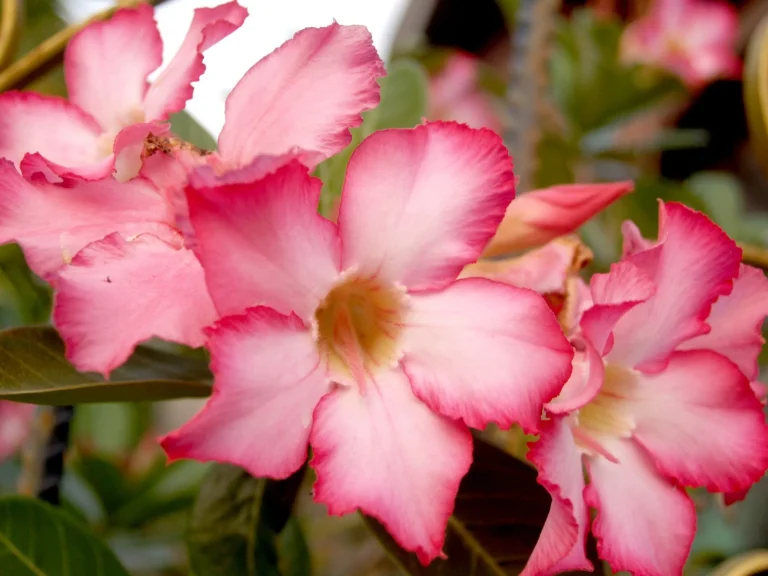 Rose du désert (Adenium obesum) : observer et comprendre cette succulente tropicale