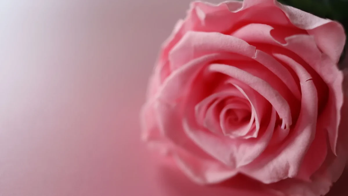 La rose éternelle : botanique d&rsquo;une fleur conservée par stabilisation