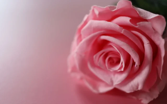 La rose éternelle : botanique d’une fleur conservée par stabilisation