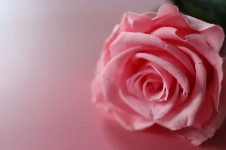La rose éternelle : botanique d&rsquo;une fleur conservée par stabilisation
