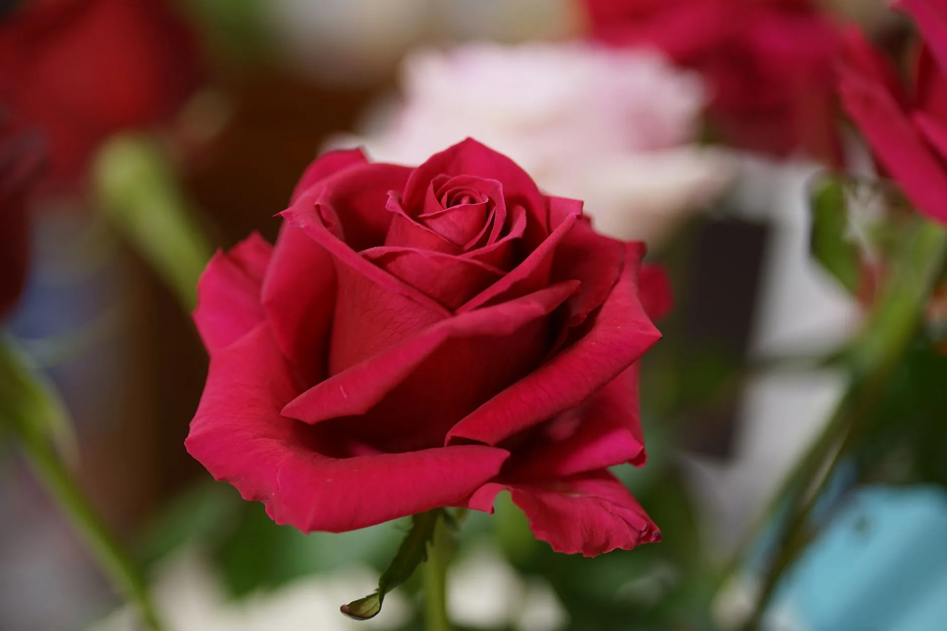 Rose éternelle préservée en gros plan montrant sa beauté fanée et délicate