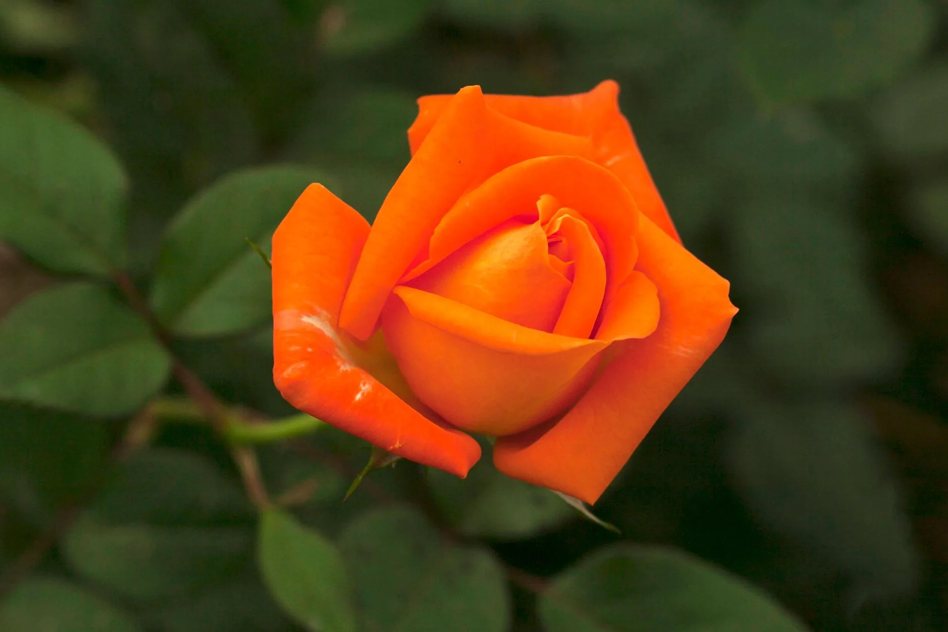 Rosier sauvage Rosa canina en fleur dans une haie naturelle verdoyante