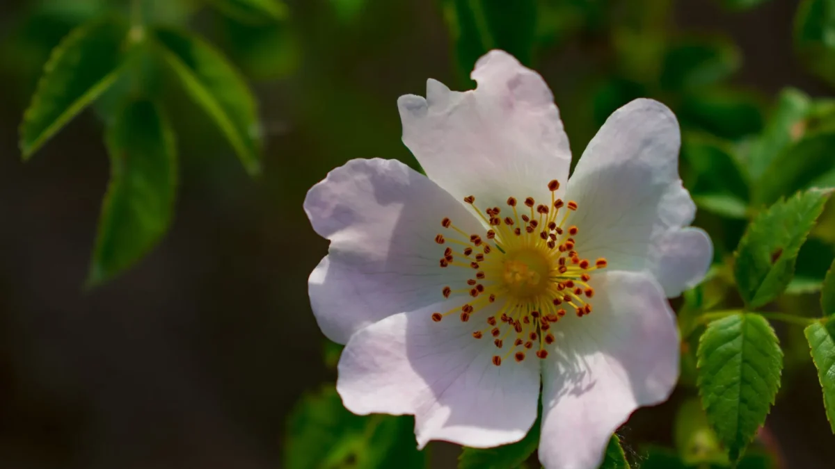 Le rosier : botanique, floraison et traditions d&rsquo;une plante emblématique