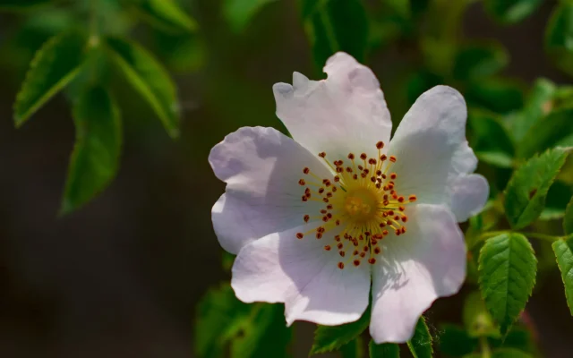 Le rosier : botanique, floraison et traditions d&rsquo;une plante emblématique