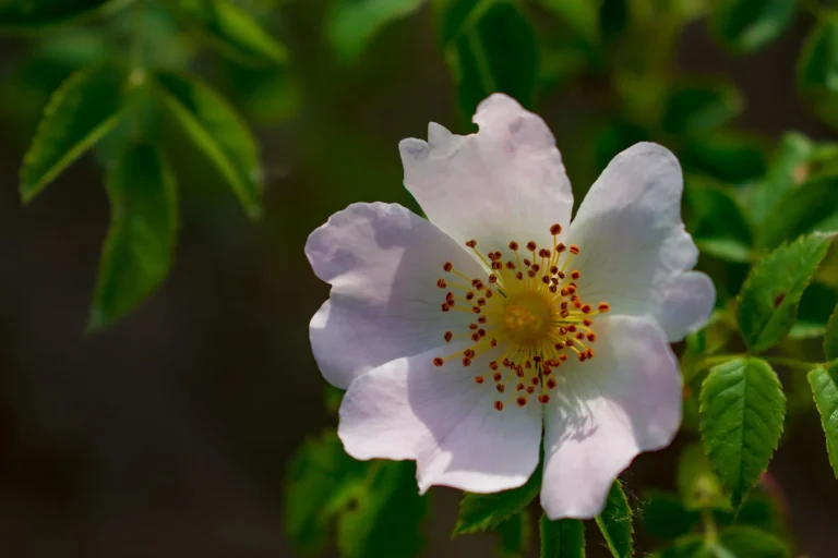 Le rosier : botanique, floraison et traditions d&rsquo;une plante emblématique
