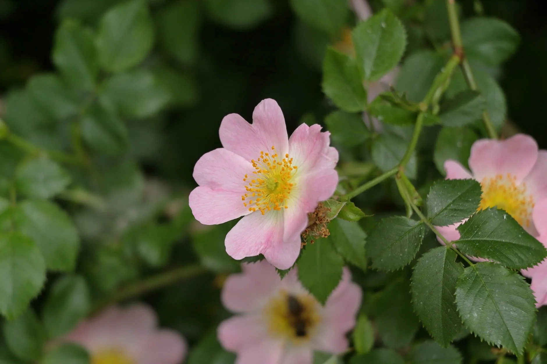 Gros plan d'une fleur de rosier sauvage rose en pleine floraison parmi le feuillage vert