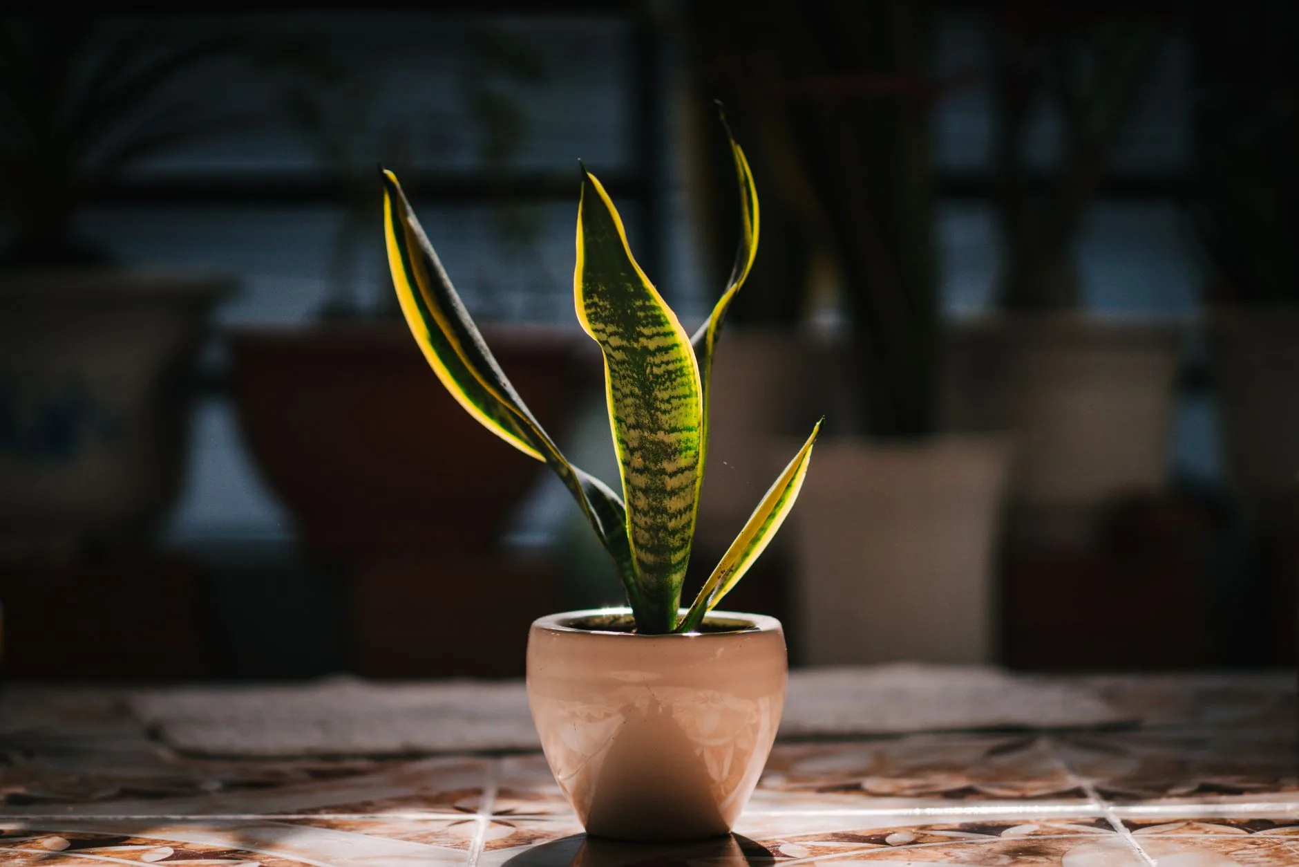 Sansevieria vibrante en pot céramique recevant la lumière naturelle intérieure
