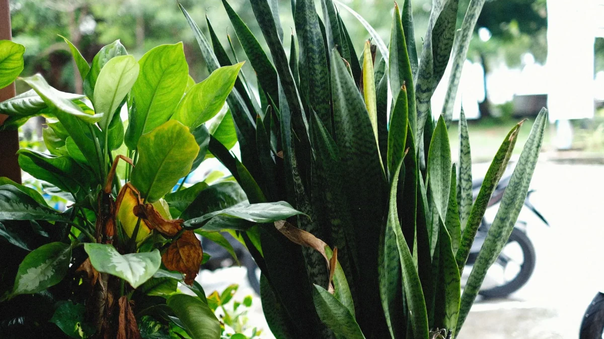 Sansevieria : origines, reclassement botanique et entretien sous le climat français