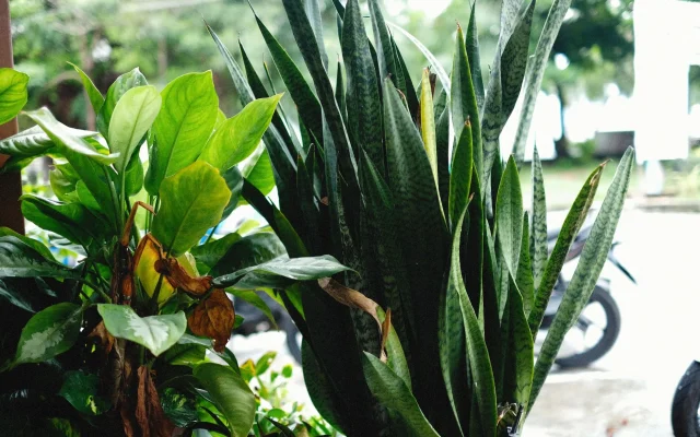 Sansevieria : origines, reclassement botanique et entretien sous le climat français