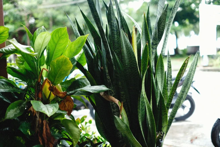 Sansevieria : origines, reclassement botanique et entretien sous le climat français