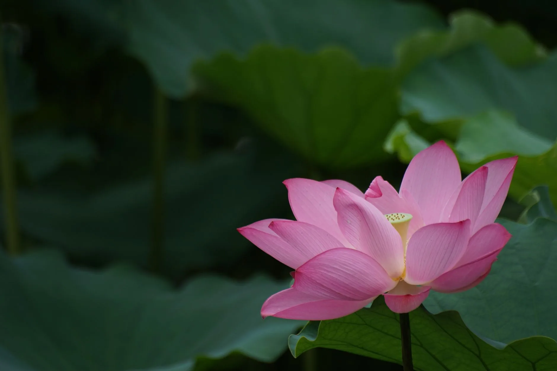 Illustrations botaniques de roses, lotus et fleurs de cerisier symboliques pour tatouages