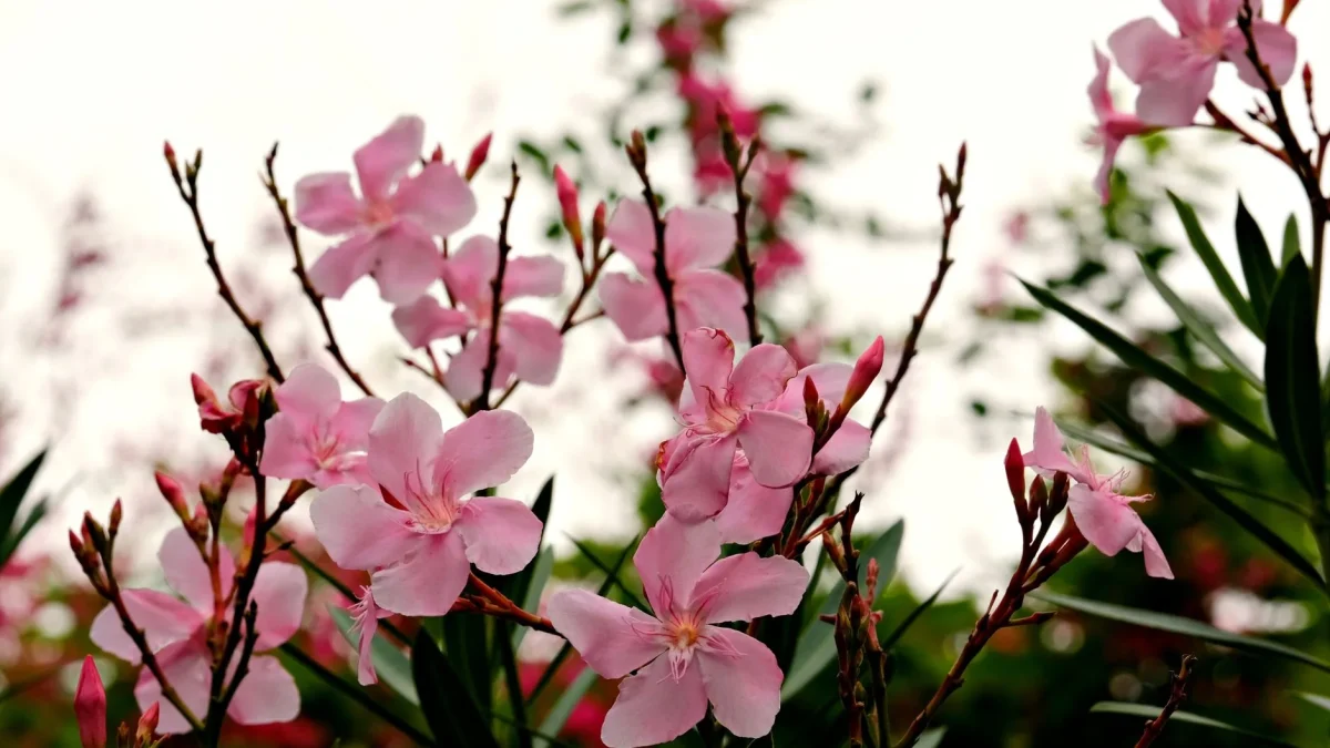 Lauriers-roses en pleine floraison rose éclatant au printemps