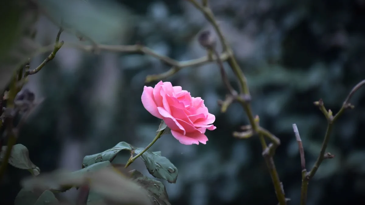 Taille du rosier : reconnaître, choisir le bon moment et intervenir selon le type