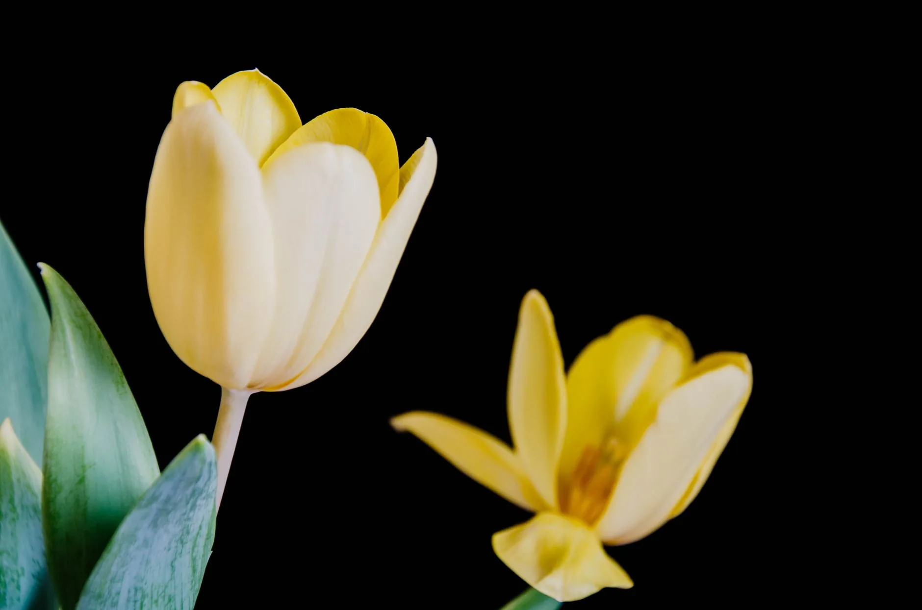 Champ de tulipes violettes et blanches fleurissant dans un paysage montagneux au printemps