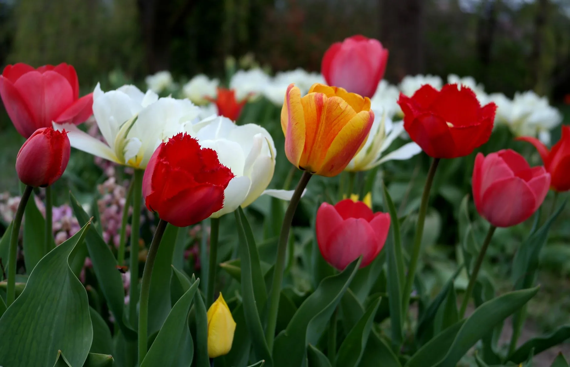 Tulipes colorées en pleine floraison dans un jardin botanique printanier