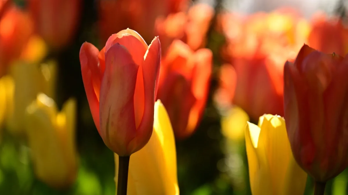Tulipe : botanique, histoire et observation saisonnière en France