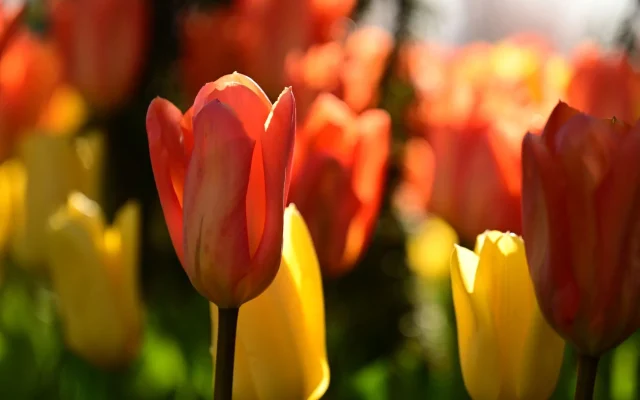 Tulipe : botanique, histoire et observation saisonnière en France