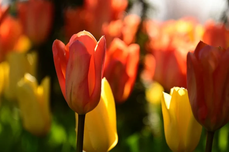 Tulipe : botanique, histoire et observation saisonnière en France