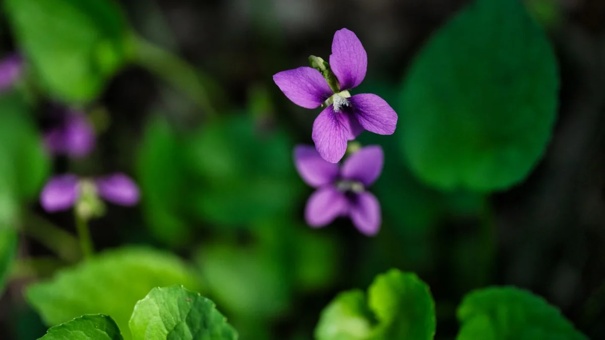 Violette sauvage : reconnaître les espèces et observer leur floraison en France